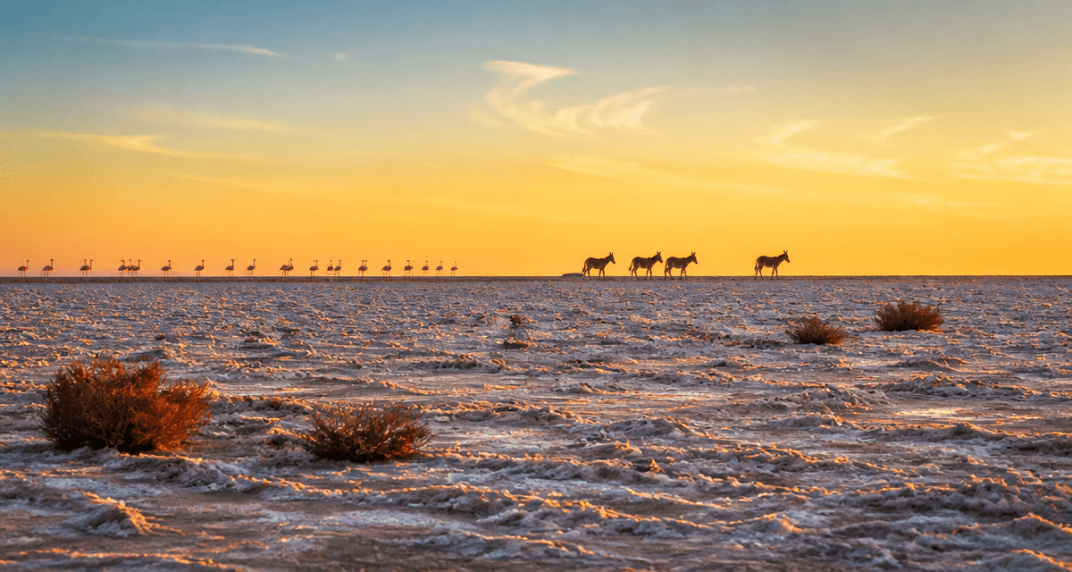 inde paysage sel rann de kutch flamants